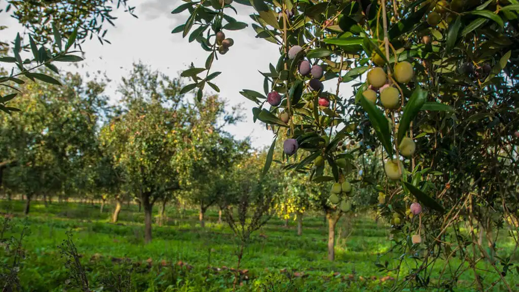 la aceituna es una fruta