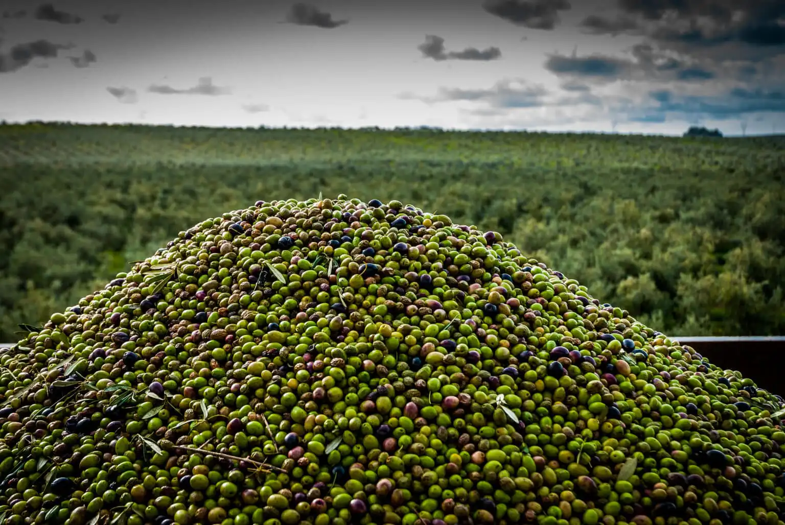 Innovaciones y Tendencias en la Producción de Aceite de Oliva Virgen Extra