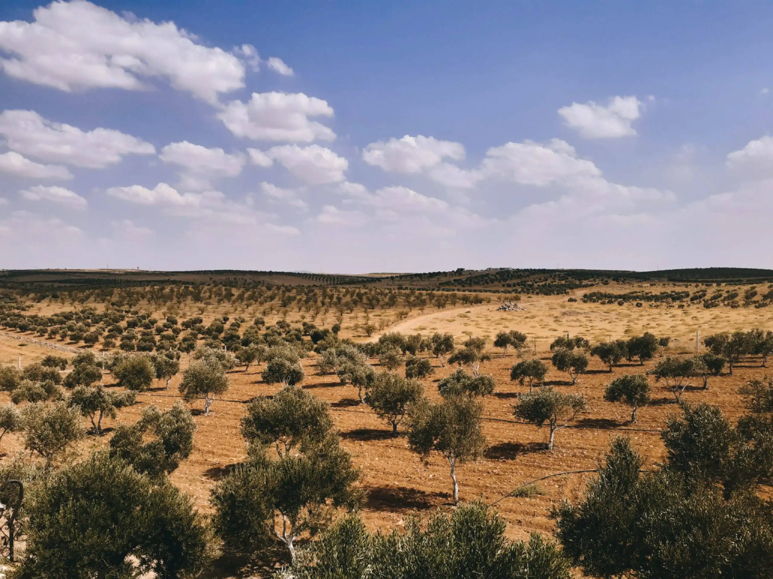 La ubicación del olivar es fundamental para elegir el aceite de oliva virgen extra perfecto
