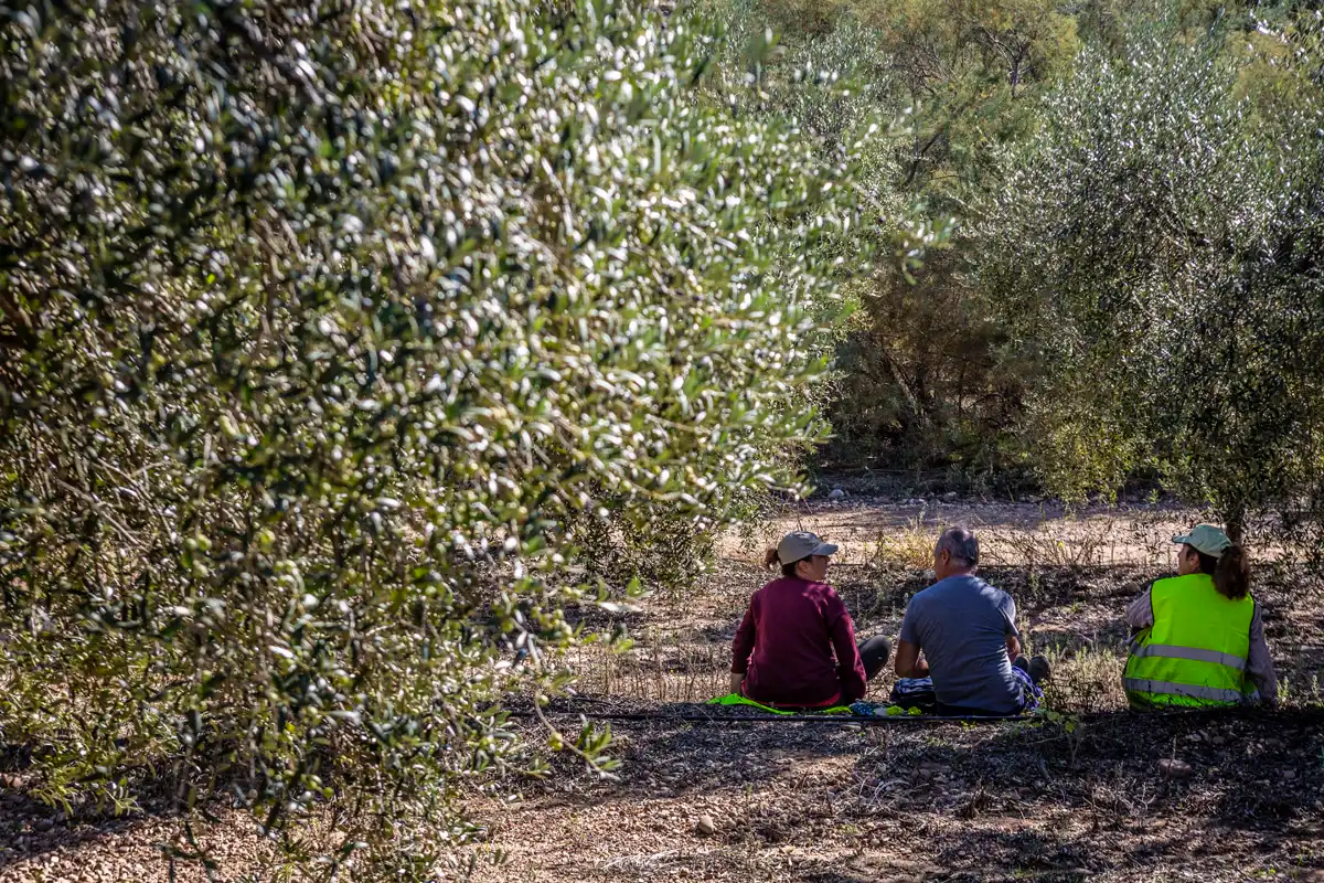 El Aceite de Oliva Virgen Extra en la Agricultura y el Desarrollo Rural en España: trabajadores en campaña de recogida de aceitunas