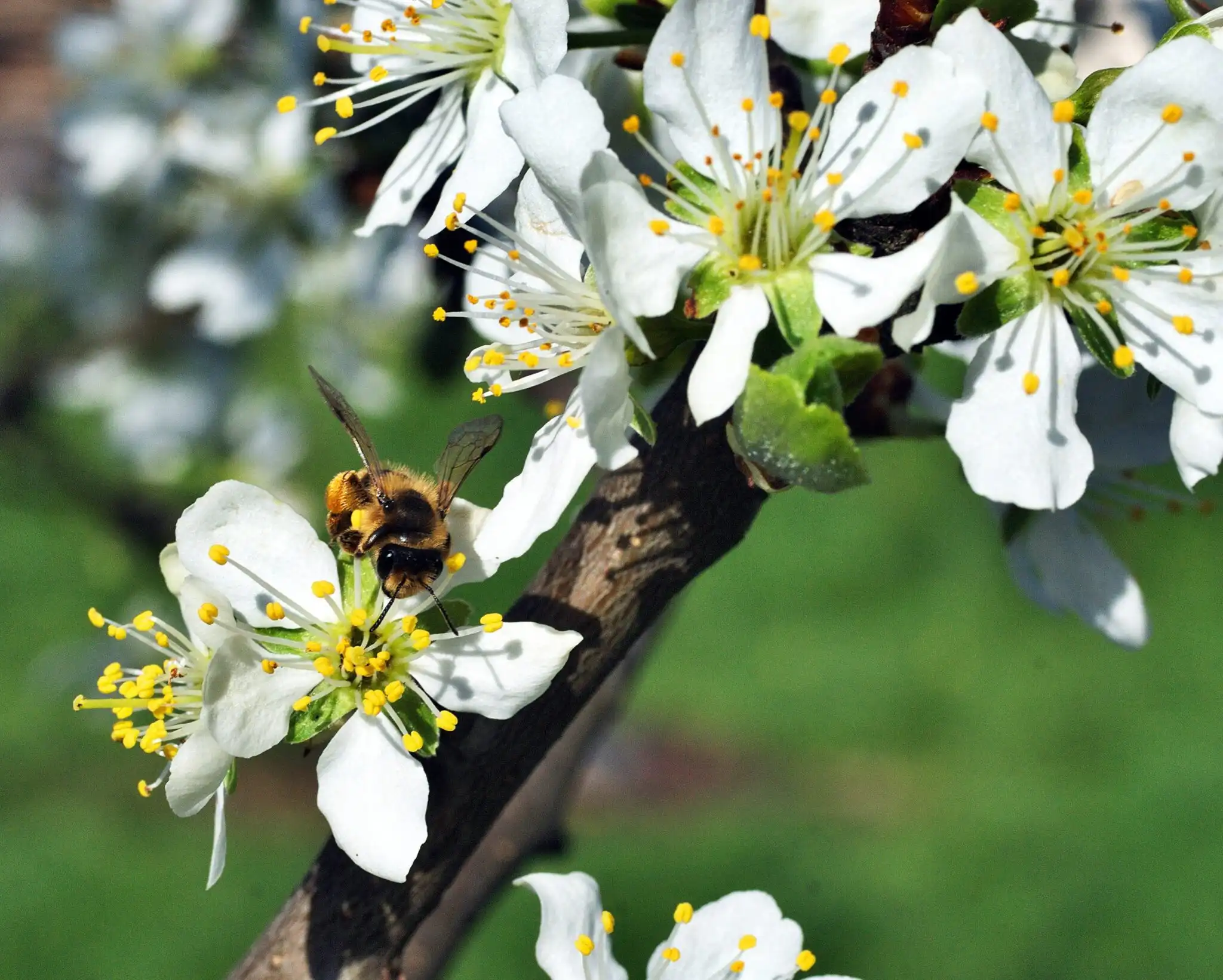 El Impacto Ambiental y la Sostenibilidad en la Producción de Aceite de Oliva Virgen Extra