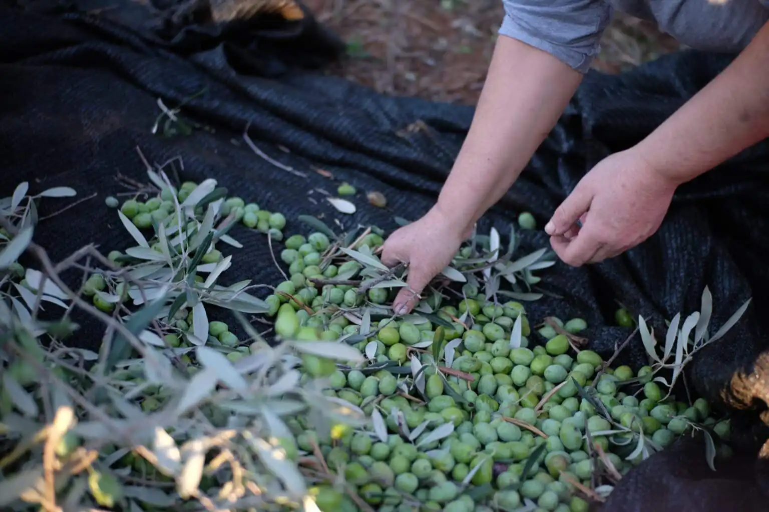 Variedades de aceitunas para el Aceite de Oliva Virgen Extra - Coto Bajo