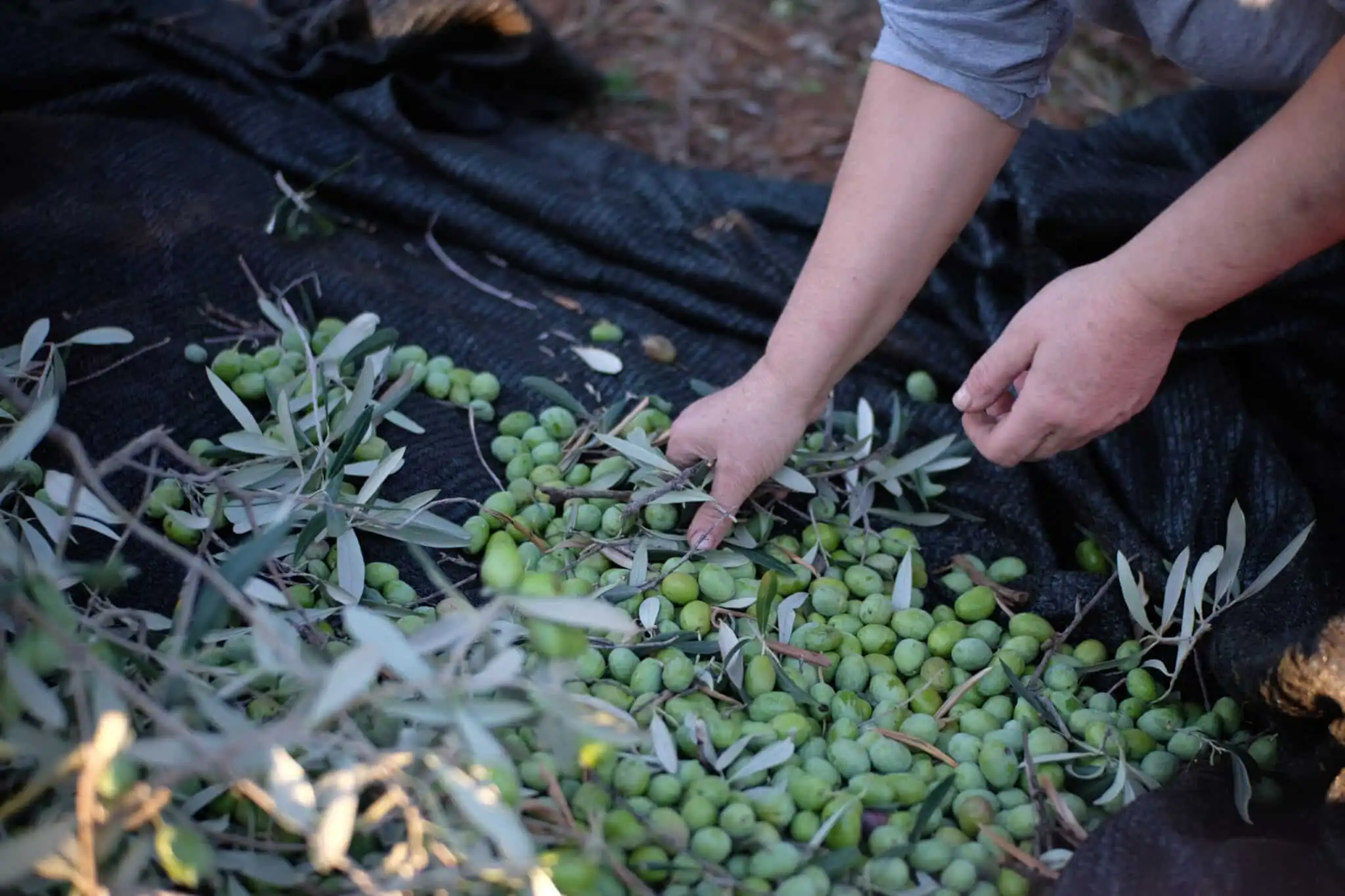 Recoge aceitunas
