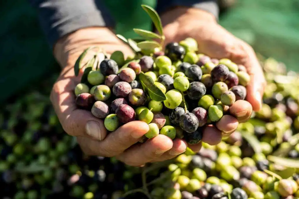 producción del aceite