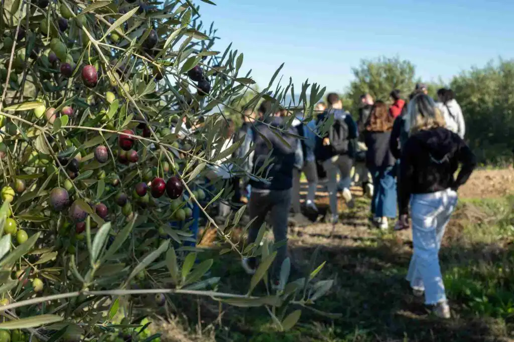 aceite y educación