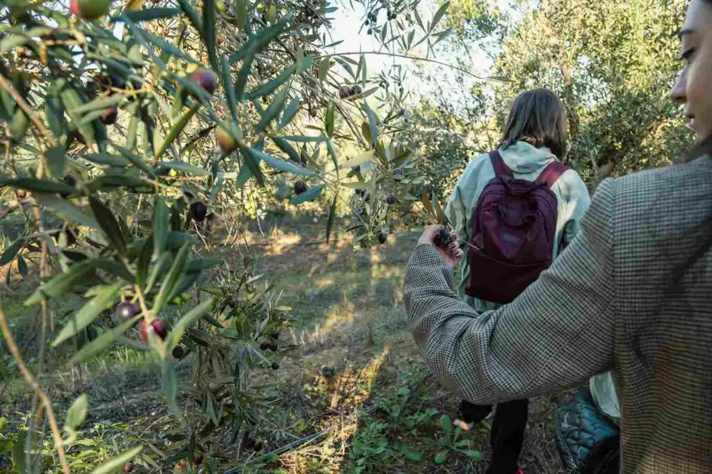 aceite y educación