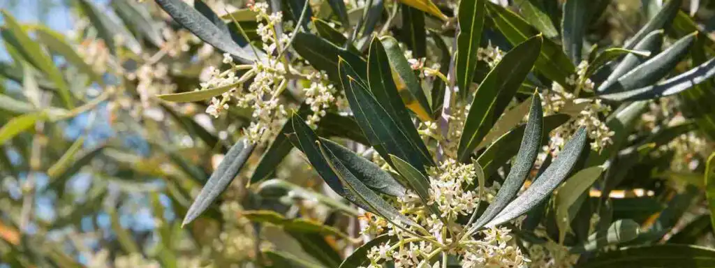 alergia al olivo coto bajo