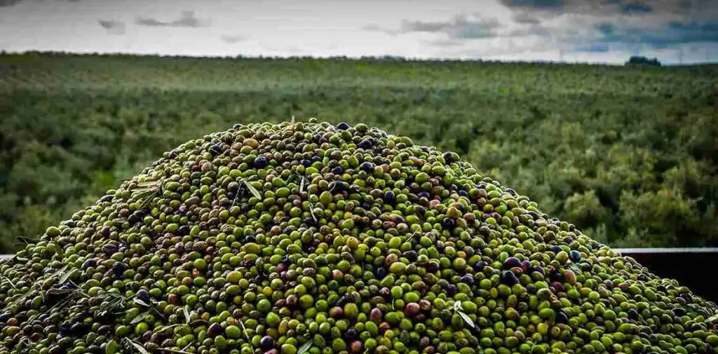desafios ecologicos del olivar