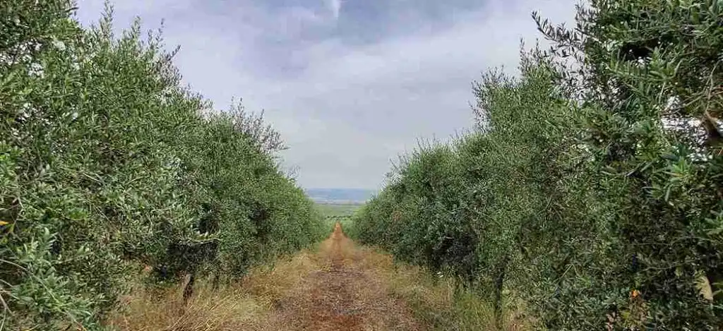 oleturismo coto bajo visitas aceite oliva