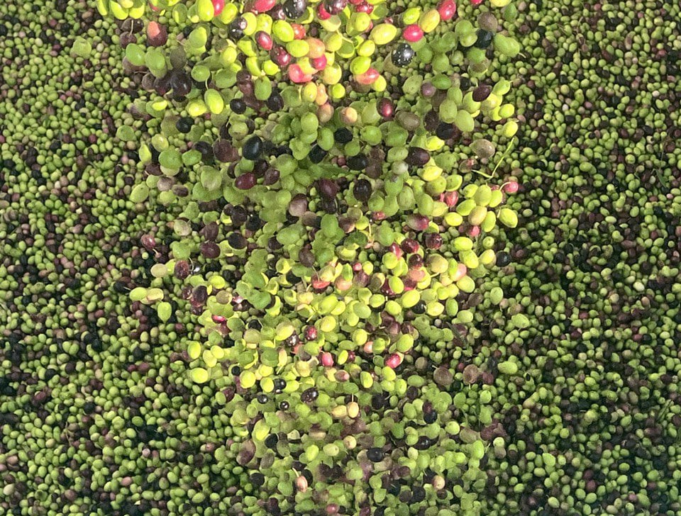 Esfuerzo y tradición en cada gota foto olivas