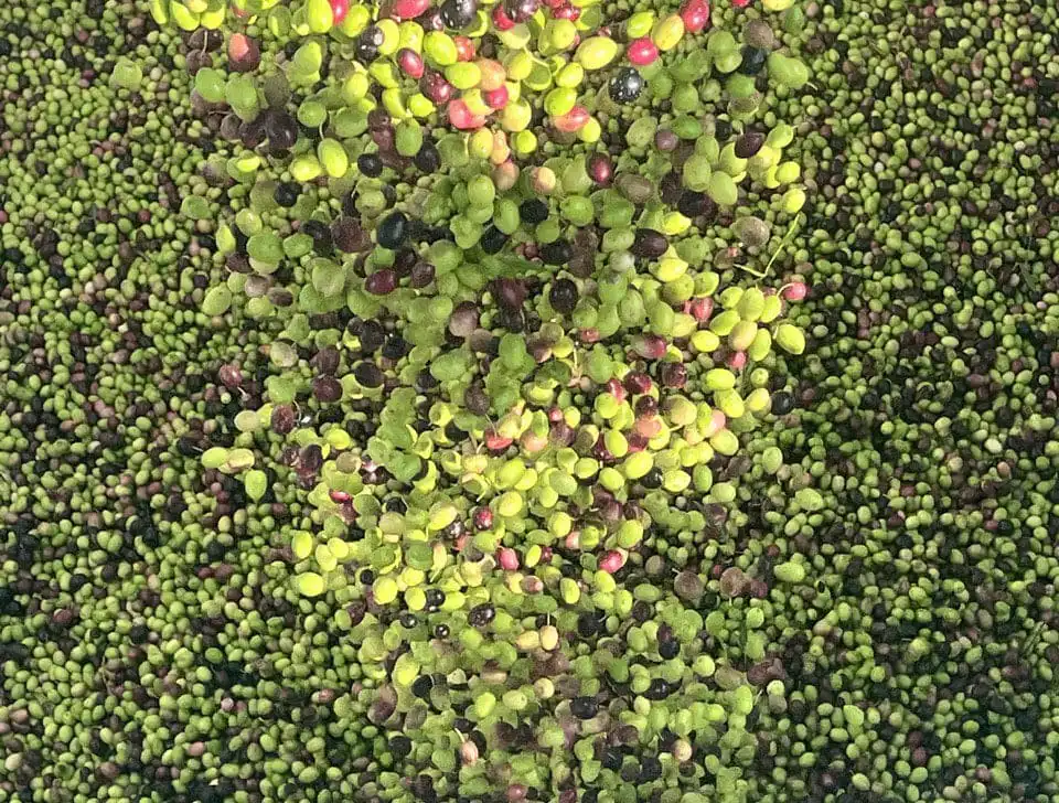 Aceitunas recién cosechadas para la elaboración de aceite de oliva en Coto Bajo
