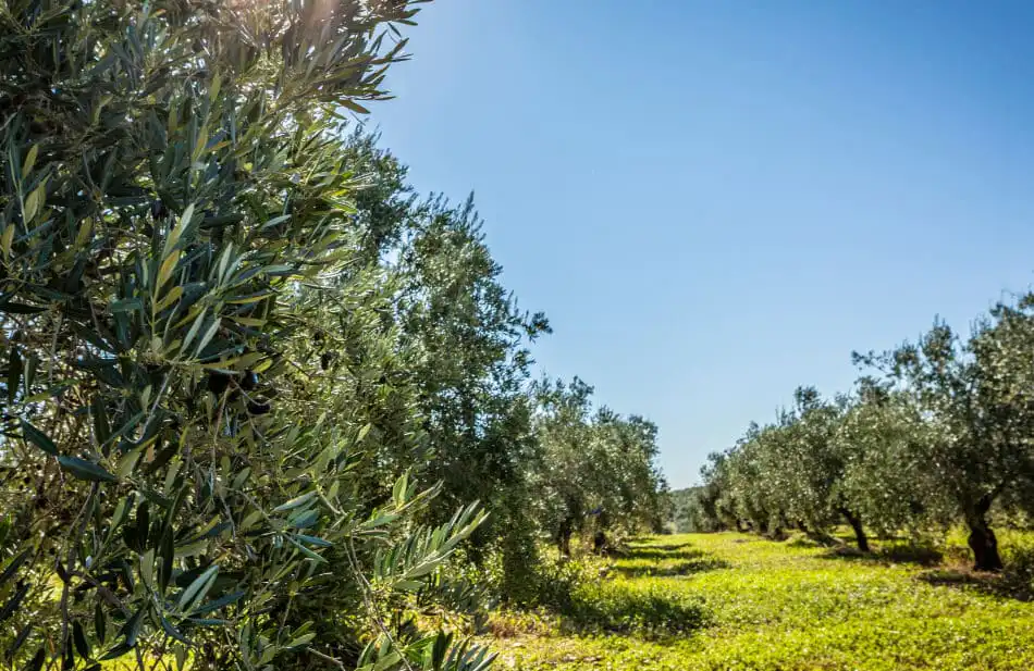 Campo de olivos