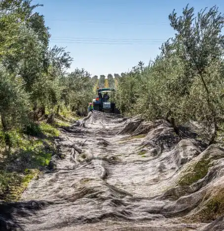 Campo de olivos y mantones para la recogida de aceitunas