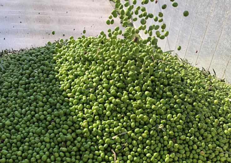 aceitunas verdes en tolva