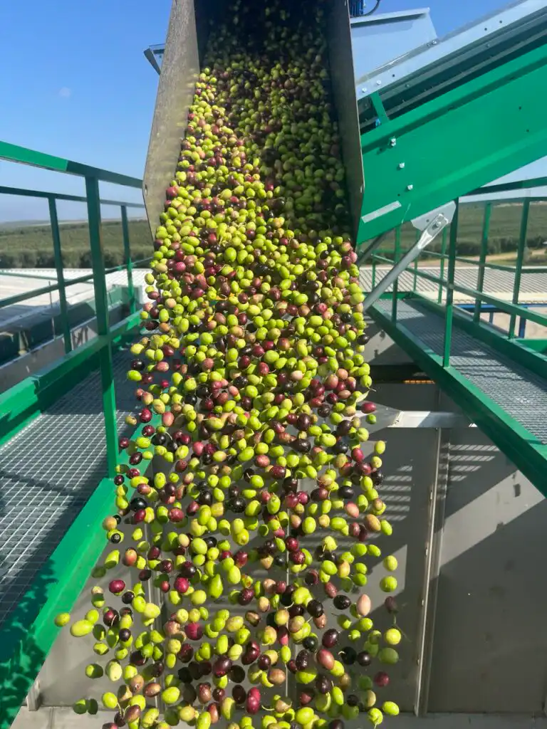 Producción aceite de oliva ecológico Coto Bajo