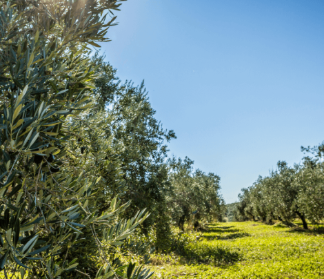 OLIVOS CAMPIÑA DE GUADALQUIVIR SIERRA MORENA