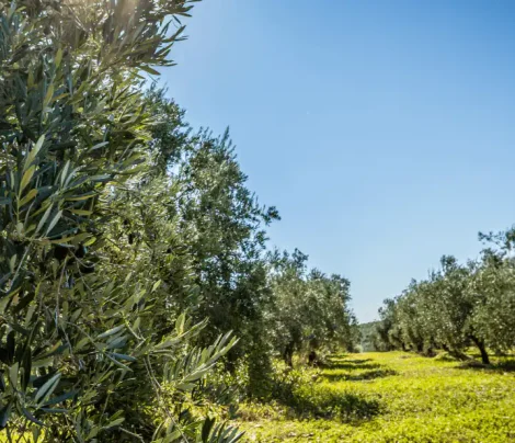 OLIVOS CAMPIÑA DE GUADALQUIVIR SIERRA MORENA